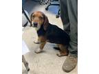 Adopt Mason - Adoptable a Beagle