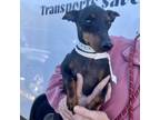 Adopt Buster a Manchester Terrier