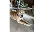 Adopt Blue a Golden Retriever, Mixed Breed