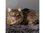 Adopt Barge a Domestic Short Hair