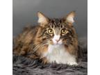 Adopt Coast a Domestic Short Hair