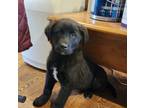 Adopt Armani a Newfoundland Dog, Labrador Retriever