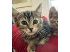 Adopt Lark a Domestic Short Hair