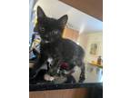 Adopt Star Bright a Domestic Short Hair