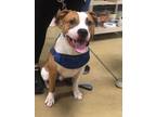 Adopt Archie a Pit Bull Terrier
