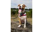 Adopt Archie a Pit Bull Terrier