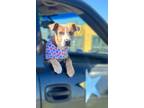 Adopt Buddy a Mixed Breed