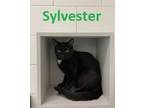 Adopt Sylvester a Domestic Short Hair