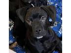 Adopt Titon a Boxer, Labrador Retriever