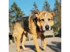 Adopt Ralphie a German Shepherd Dog