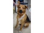 Adopt Grizzly a German Shepherd Dog