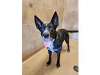 Adopt Charles a German Shepherd Dog, Australian Cattle Dog / Blue Heeler