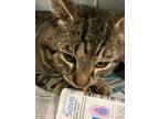 Adopt Pogo a Domestic Short Hair