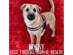 Adopt Rocky a Husky, German Shepherd Dog