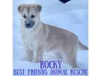 Adopt Rocky a Husky, German Shepherd Dog