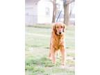 Adopt Cooper a Golden Retriever, Mixed Breed