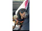 Adopt Slinky - The Darling Dachshund a Dachshund