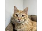 Adopt Gryffin a Domestic Long Hair, Domestic Short Hair