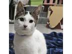 Adopt Rubix a Domestic Short Hair