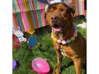 Adopt Drizzle a Mixed Breed