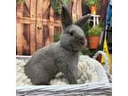 Adopt Mangrove a Netherland Dwarf