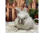 Adopt Monuriki a Lionhead