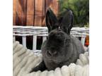 Adopt Bimini a Netherland Dwarf