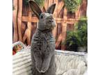 Adopt Abacos a Netherland Dwarf