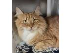 Adopt Raphael a Domestic Short Hair