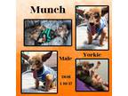 Adopt Munch a Yorkshire Terrier