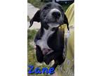 Adopt Zane a Catahoula Leopard Dog, Border Collie