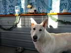 Adopt Balsam a White German Shepherd