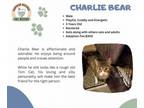 Adopt Charlie Bear a Domestic Medium Hair