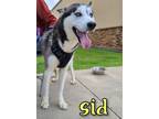 Adopt Sid a Husky