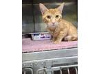 Adopt Bigelow a Domestic Short Hair