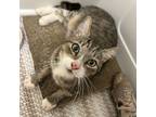 Adopt Bootsy a Domestic Short Hair