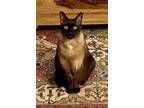 Adopt Kaiser (aka "Kai"; formerly "Tiki") a Siamese