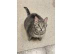 Adopt Little Guy-kchs a Domestic Short Hair