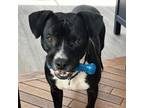 Adopt Oliver Twist a Boston Terrier, Terrier