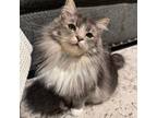 Adopt Tokii a Domestic Long Hair