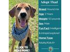 Adopt Thad a Hound