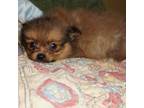 Pomeranian Puppy for sale in Leon, WV, USA