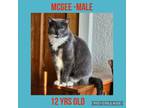 Adopt McGee a Domestic Short Hair