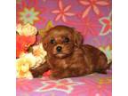 Maltipoo Puppy for sale in Sunman, IN, USA