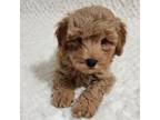 Maltipoo Puppy for sale in Tamarac, FL, USA