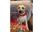 Adopt Ducote a Hound