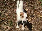 Adopt Thumper a Jack Russell Terrier