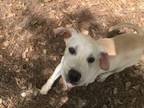 Adopt Olaf a Jack Russell Terrier