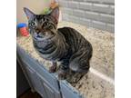 Adopt Turbo a Domestic Short Hair