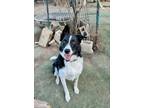 Adopt Diesel a Border Collie